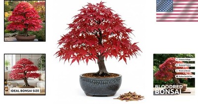 20+ Japanese Red Maple Seeds - Bonsai Tree Seeds with Vibrant Red