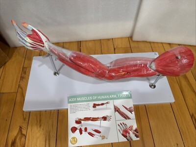 EVOTECH Human Anatomical Muscular Arm Model, 7 Part Life Size Numbered