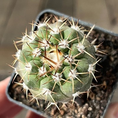 21-1034 copiapoa columna- alba, JN300, Manto Huanillo, At, grafted