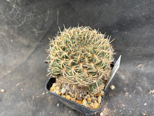 SULCOREBUTIA PURPUREA- IL GIARDINO DI MAYA CACTUS - 427 - Foto 6 di 12