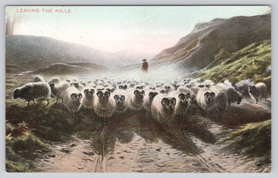 Postcard Leaving the Hills Flock of Sheep with Shephard