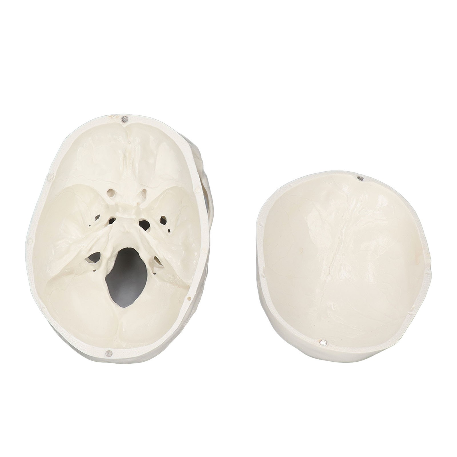 Abnehmbarer Schädelknochen Klare Nähte 1: 1 Schädelmodell Für Anatomie -Lernkurs