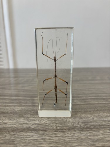 Vintage Real Common Walkingstick Taxidermy In Lucite Resin Block Paperweight - 第 1/18 張圖片