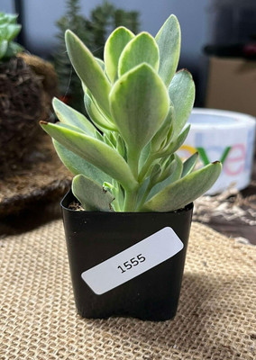 Crassula 'Variegated Money Maker' - 2'' Pot (Rotted)- Actual Item - As-Is - 1555