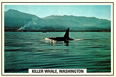 Killer Whale Washington Postcard