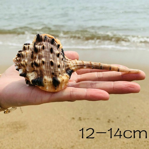 Pipa Natural Concha Caracol de Mar Elegante Adorno Acuario Pecera Decoración Moderna - Imagen 12 de 12