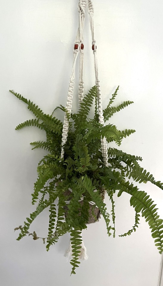 Macrame Plant Hanger Indoor Flower Pot Holder Cotton Cord Handmade eBay