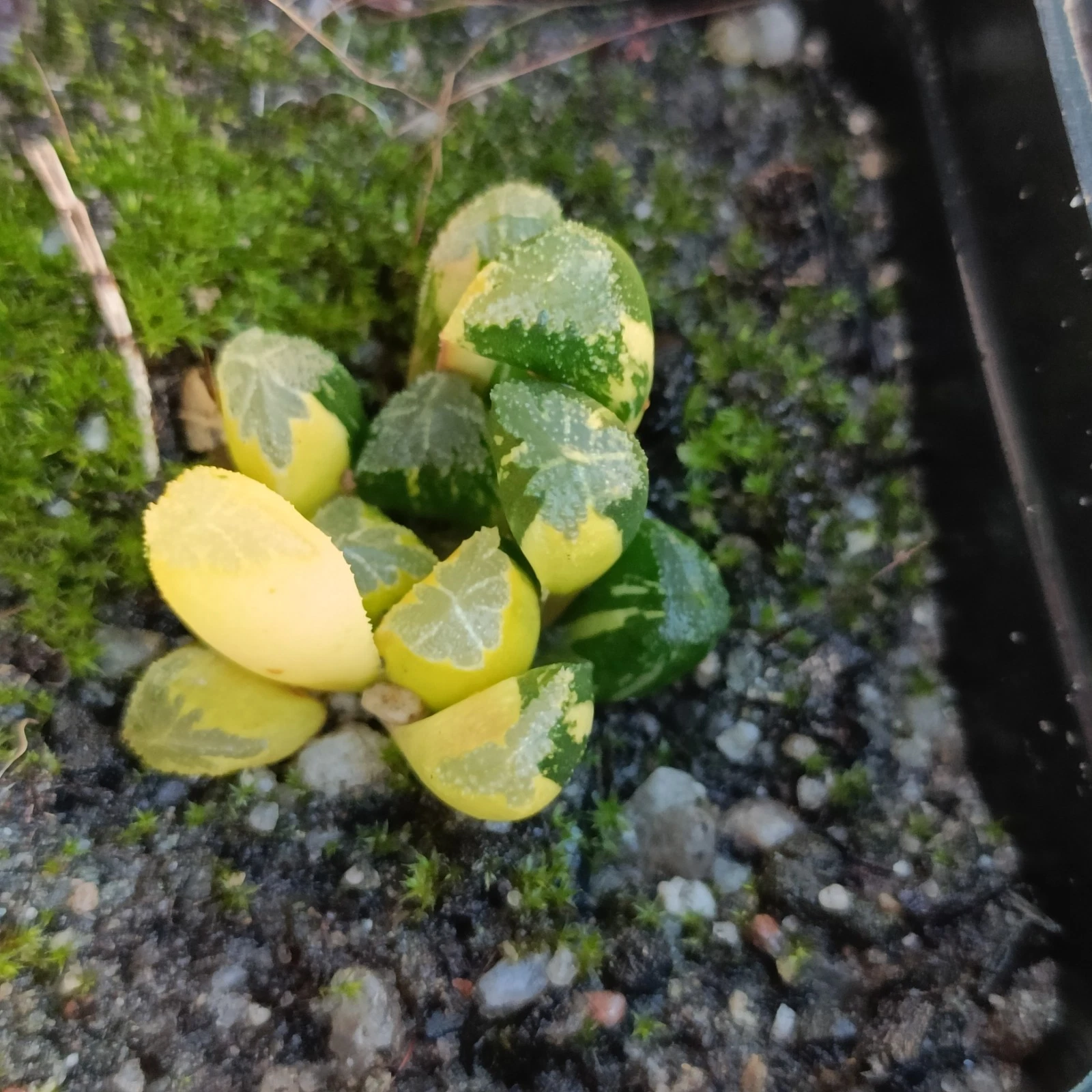 Haworthia Maughanii x Truncata Variegated Rare Succulent plant
Opens in a new window or tab