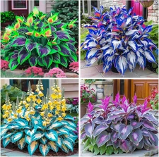 300+ Perennial Hosta Seeds for Planting Outdoor Garden