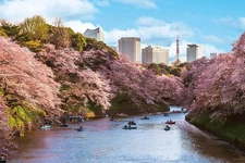 1000 Piece Jigsaw Puzzle Chidorigafuchi Cherry Blossoms Tokyo 50x75cm 10-1436
