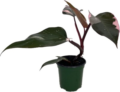Princess Black Leaf With Pink Variegation Philodendron Indoors Live Plant  4" Pot | eBay