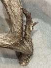 Big 83” Whitetail Deer Shed Antler Nice Heavy Taxidermy, Mount,Wildlife (3218) — photo 8