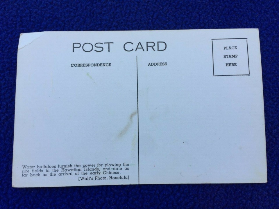RPPC vintage POSTCARD island HAWAII farming WATER BUFFALO plow DIRT mud ...