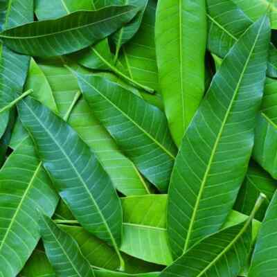 ORGANIC Dried Mango Leaf for tea Homemade Ceylon From Sri Lanka (2-200 leaves)