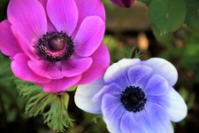 30 x ANEMONE RED BLUE PINK BULBS/CORM CORN GARDEN SPRING