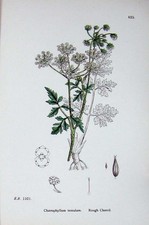 Old Antique Print Rough Chervil Botany Plants C1902 Chaeophyllum Temulum