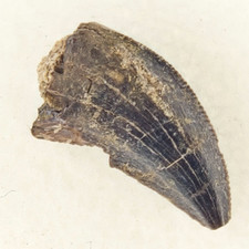 Saurnitholestes 0.52" Raptor Tooth Fossil Theropod Dinosaur - Judith River - MT