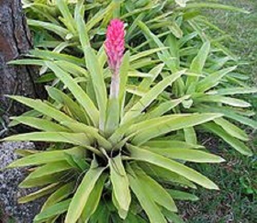  QUESNELIA QUESNELIANA - Tall pink and violet blue flowered - Species Bromeliad - Picture 1 of 4