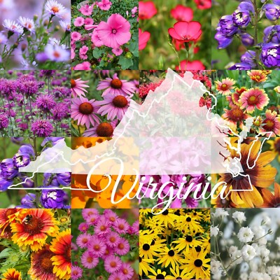 1/2 Pound Virginia Bulk Wildflower Seed Mix (Northeast Varieties) 1,000 sq-ft