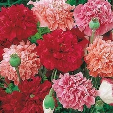 5,000 Heirloom Mixed Colors Peony Poppy Doubles Papaver Seeds For Planting