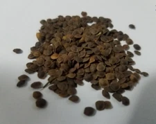 Mimosa pudica seeds Sensitive, Moving, Shy, Shameful, Plant seed  USA