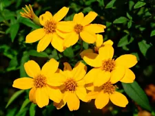 Tagetes lemmonii | Shrub Marigold | Mexican Bush | Mount Lemmon | 50_Seeds