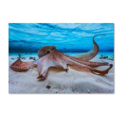 Coastal Canvas Art, 22 in x 32 in