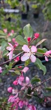 Malus x hybrida 'Red Jade' / Zierapfel Red Jade