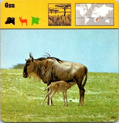 Animal World GNU Editions Rencontre Italy 1975 singles free ship