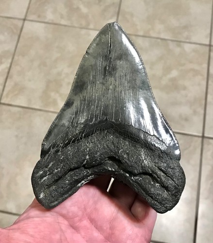XL THICK & CURVY - 5.4” x 4.23” -GEORGIA RIVER FIND- MEGALODON SHARKTOOTH FOSSIL