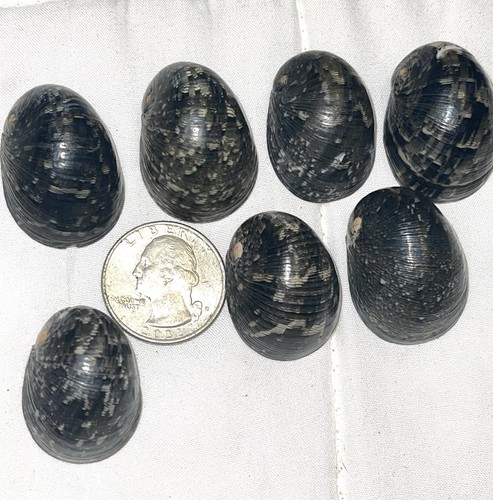 Kupee Hawaiian Seashells Nerite Polita Size 2-3X Merrie Monarch