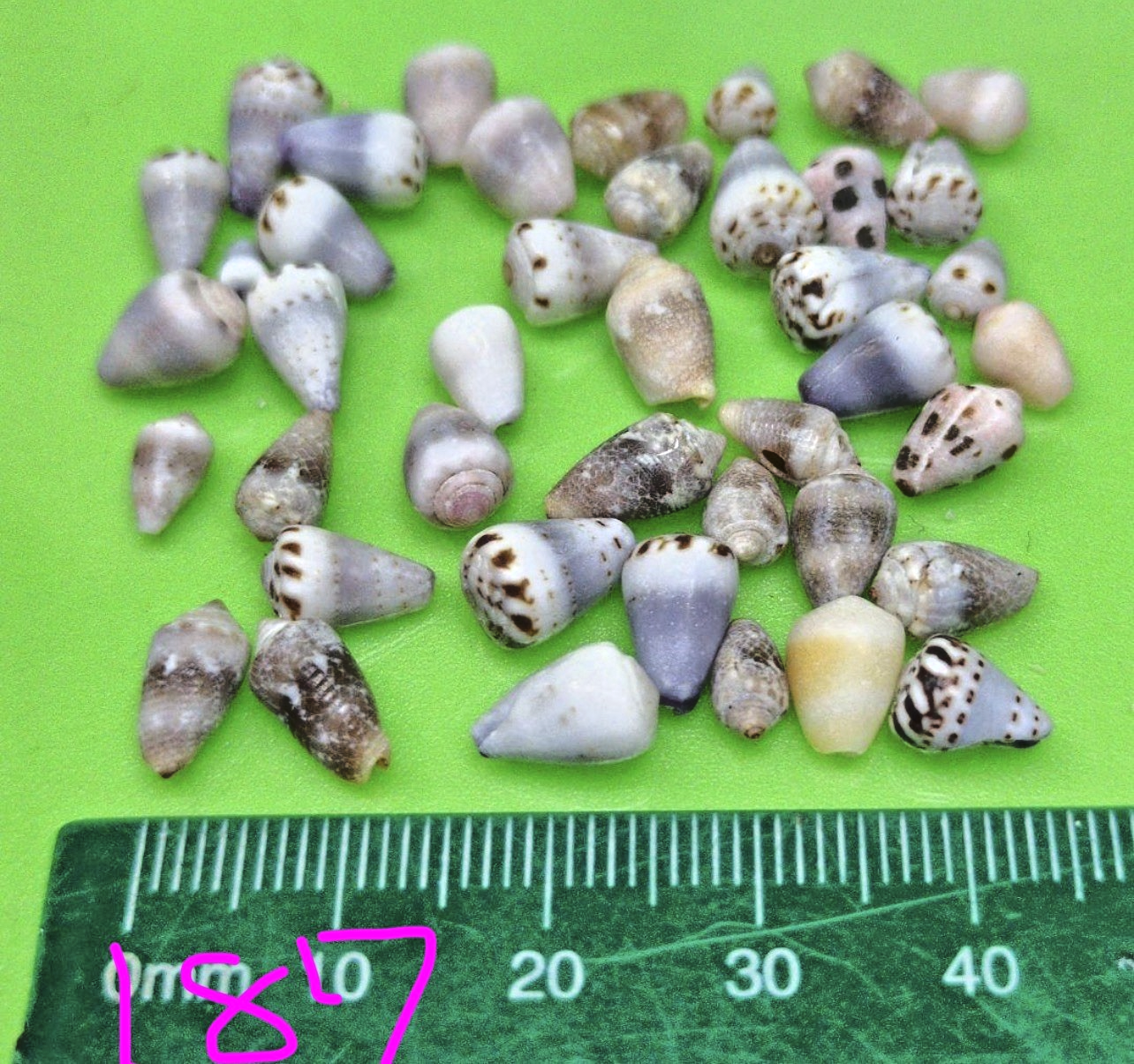 Concial Shell cone shell from japan Shells of Okinawa | eBay