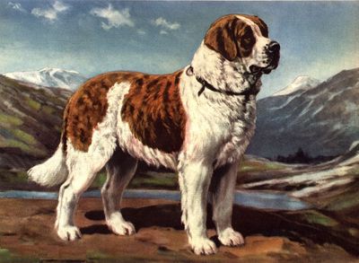 Saint Bernard - CUSTOM MATTED - Dog Art Print - Megargee 