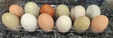   Rainbow Hatching Eggs 