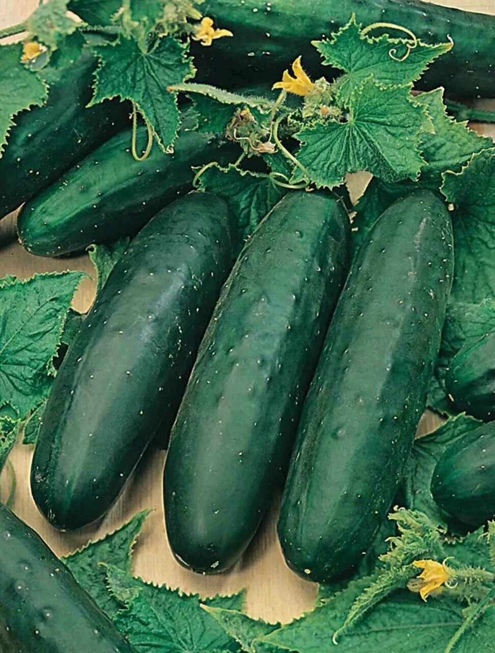 100+ Marketmore 76 Cucumber Seeds ———— Non GMO — HEIRLOOM — ORGANIC