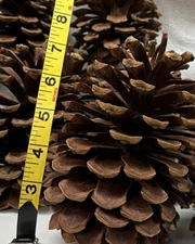 18 Count  XL LONGLEAF PINE CONES for Decorating/Floral/Crafts/Events/Dinners