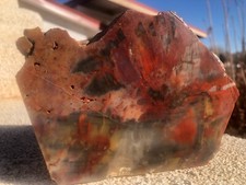 Petrified Wood Slab Polished Reds Browns Grays, Probably Arizona