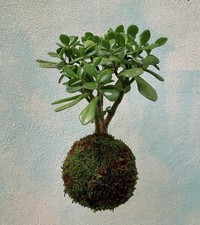 🌿 Crassula Ovata Kokedama – Eleganza Naturale e Design Moderno 🌿