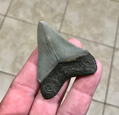 SWEET & LESS COMMON - S.W. FLORIDA LAND FIND - CHUBUTENSIS SHARKTOOTH FOSSIL