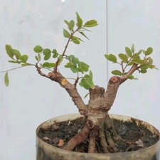 Bonsai Baummaterial Phyllanthus reticulatus.mit Pflanzenschutz