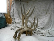 SAME BUCK 2 YEARS big MULE DEER SHED antlers whitetail rack mount elk sheds 