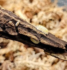 25 Magic Potion Isopods FREE SHIPPING  Feeder  Cleaner crew 