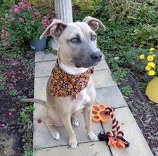 Dog Bandana/Scarf Tie On, Halloween, Black, Orange, Jack-o-lanterns, XS, S, M, L