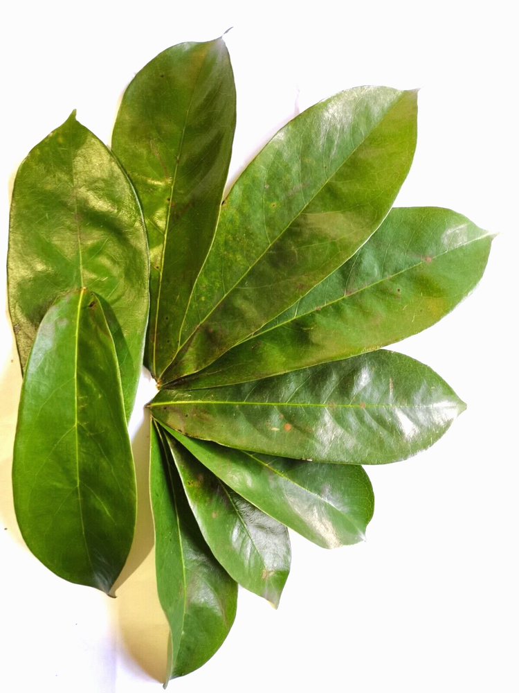 Tea Ceylon Soursop Leaves Anoda Natural Organic Green Herbal Drink 100 Leaves