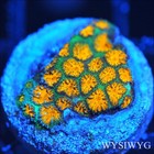 Corals of Eden ~ WYSIWYG Live Coral Frag ~ Pompeii Leptastrea Coral LPS SPS — photo 1