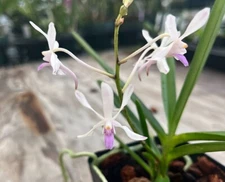 Vanda Su-Fran-Marie ( V Falcata X V Lilacina) 4” Pot Neofinetia Hybrid