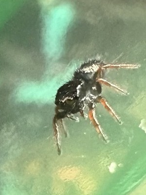   10 Regal Jumping Spider Sling With A Fruit Fly Culture. Starting Kit.