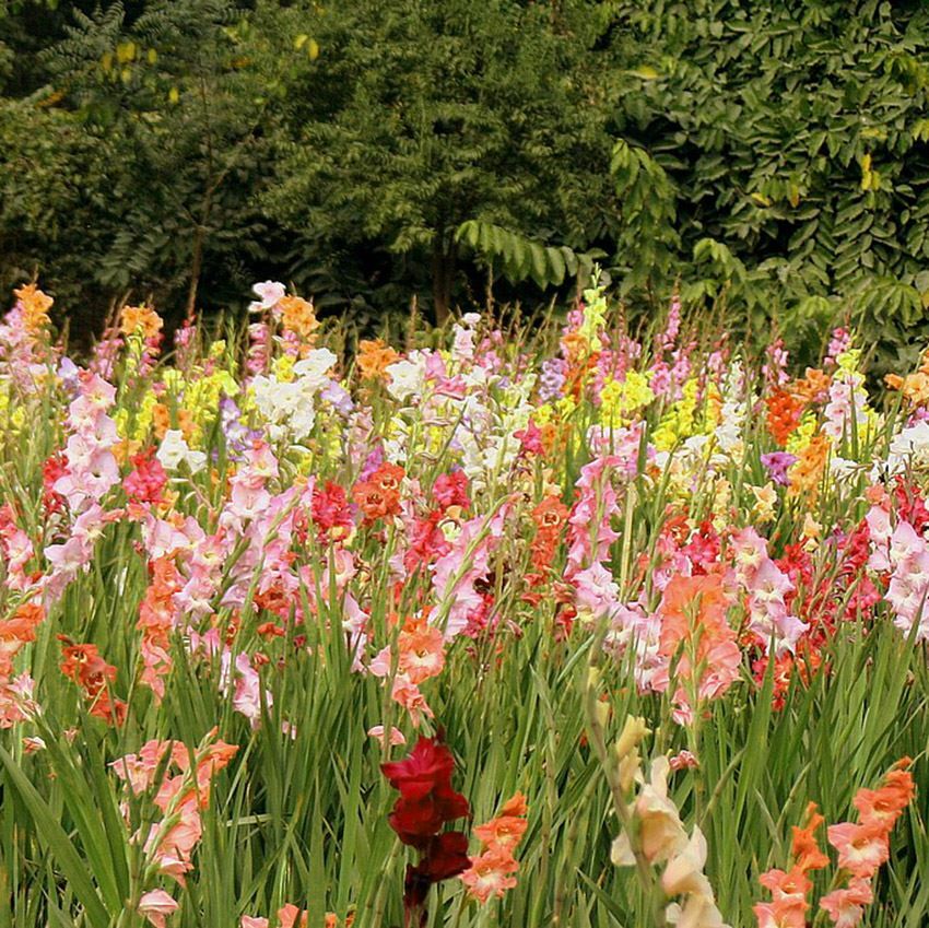 Gran Jardín Bulbos cormos Gladiolo x 10 colores mezclados de verano con flores