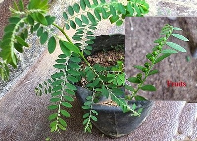 100 % getrocknete Phyllanthus Amarus Blätter ganz natürlich Thai Ewe Eyin Olo...
