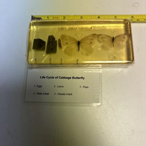 Cabbage Butterfly Lifecycle Insect Specimen Resin Collection Education